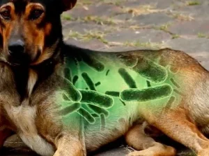 Fictieve weergave van bacteriën of virussen in het lichaam van een hond