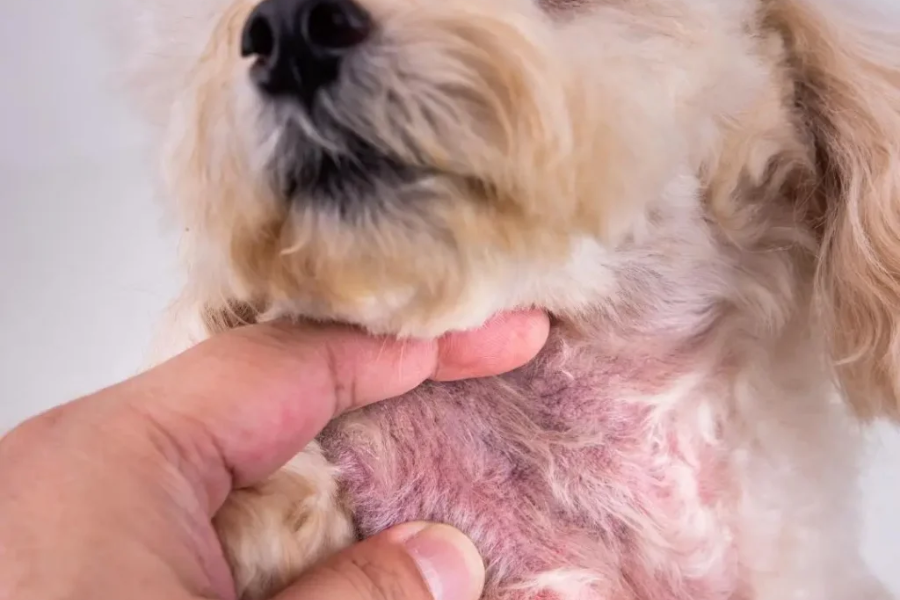 Baasje controleert allergische reactie op de huid van hond
