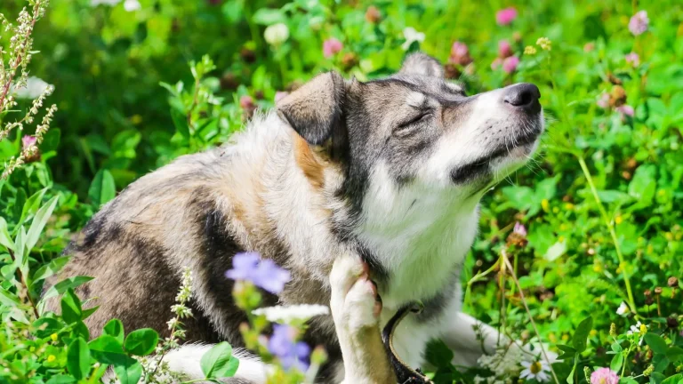 Allergie-supplementen voor honden: alles wat je moet weten
