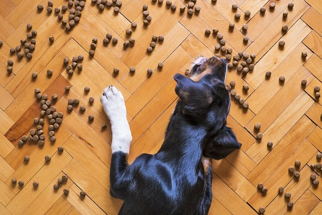 De spijsvertering van je hond: alles wat je moet weten