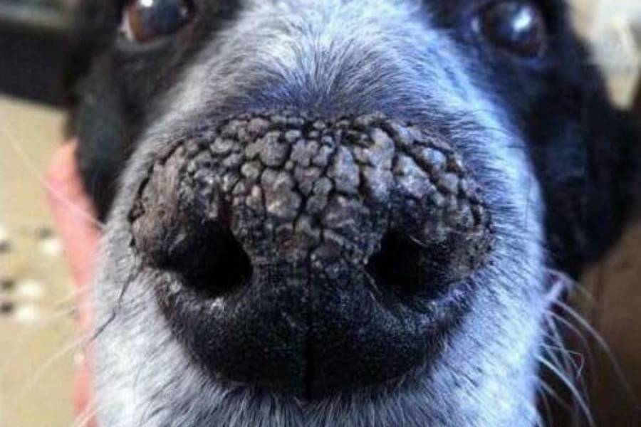 Extreem gebarsten droge honden neus