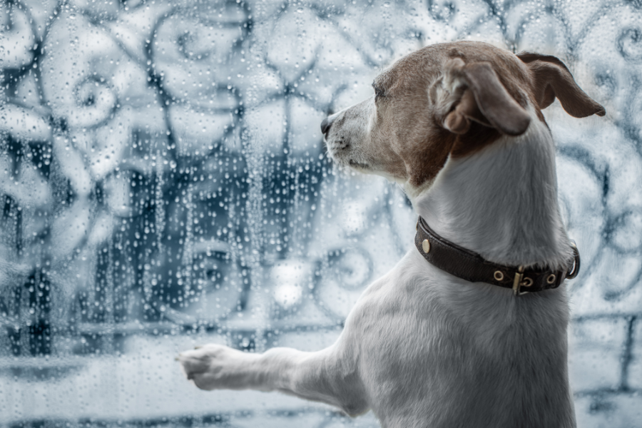 Hond die via het raam naar de regen staart 