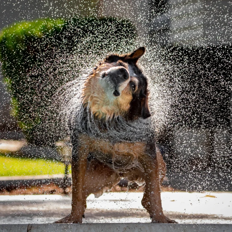 Waarom schudden honden met hun lichaam?