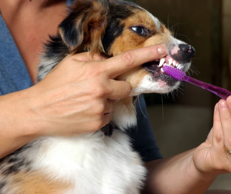 Kunnen honden mensen tandpasta gebruiken?