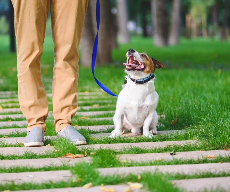Wil jouw hond niet aan de lijn lopen? Hier zijn 5 redenen waarom…