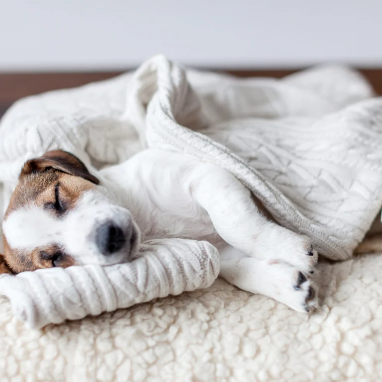 Diabetes bij honden: alles wat je moet weten