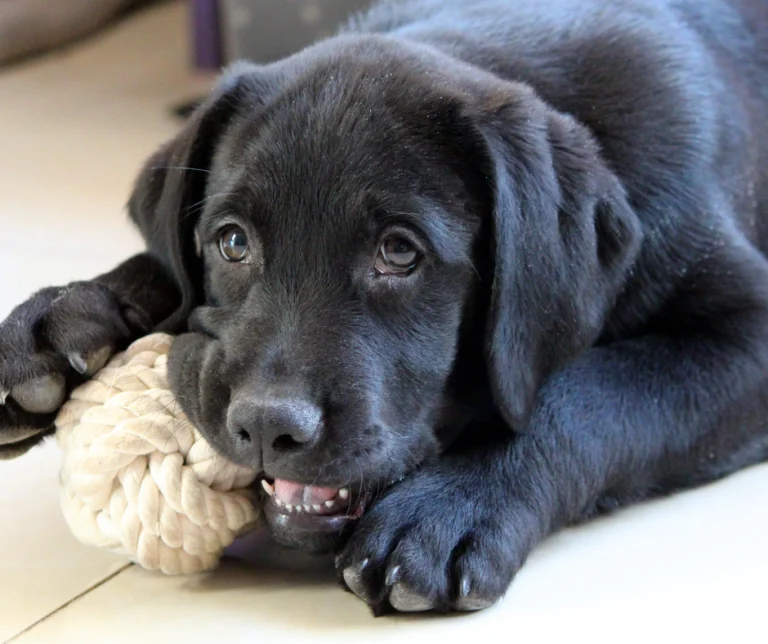 Waarom ruikt mijn hond niet zo fris?