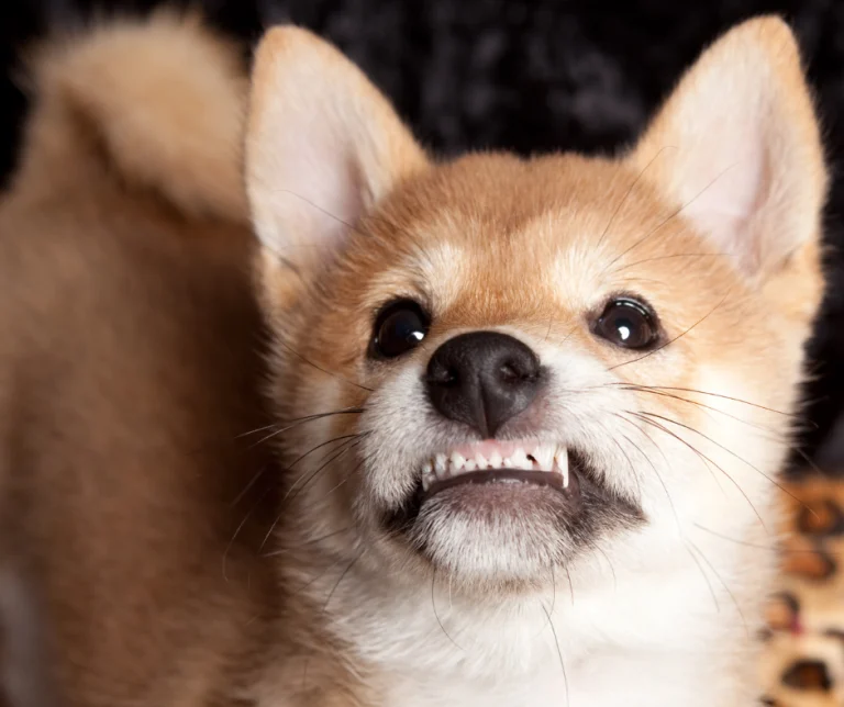 Knarst jouw hond met zijn tanden? Dit is waarom…