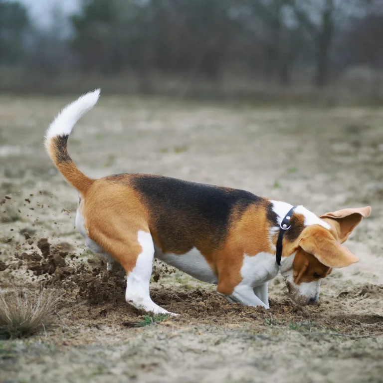 Waarom graven honden?