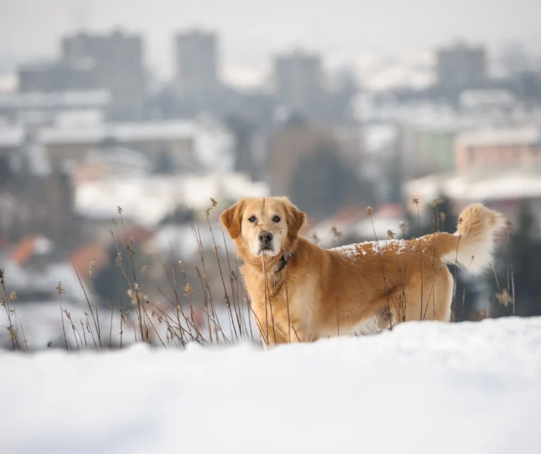 Hoe houd je je hond veilig tijdens de winter?