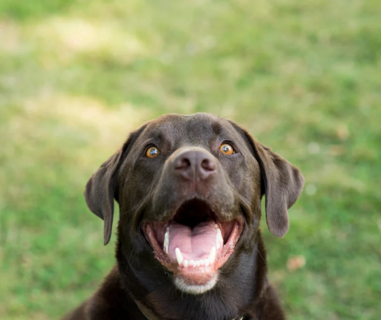 Kunnen honden lachen?