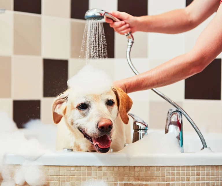 5 essentiële honden hygiëne tips
