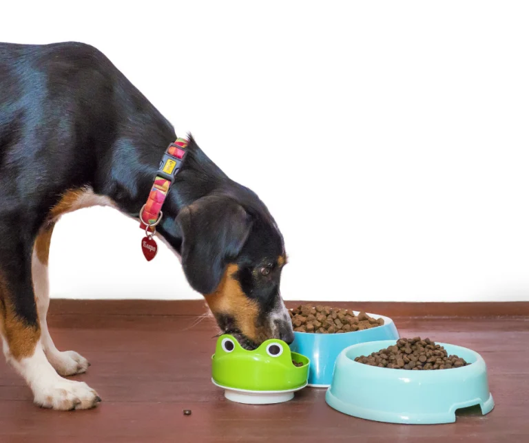 De weerstand van je hond: Waarom het voedsel van hond meer antioxidanten nodig heeft
