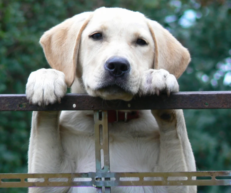 Stress bij honden herkennen en verminderen