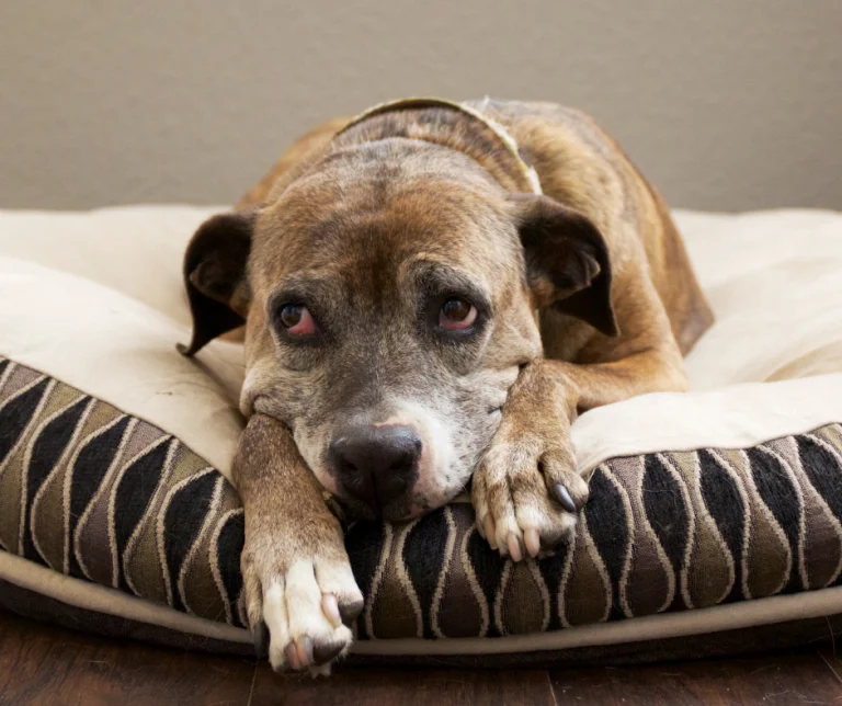 Giardia bij de hond: symptomen en behandeling