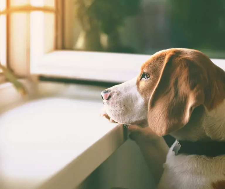 Kunnen honden zich eenzaam voelen?