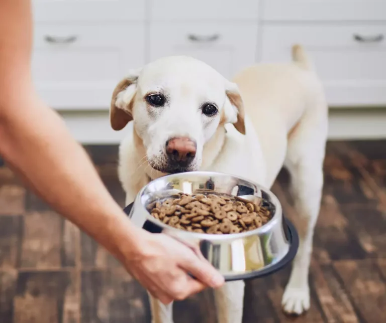 Kunnen honden veganistisch zijn?