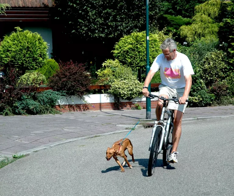 Een stukje fietsen met je hond