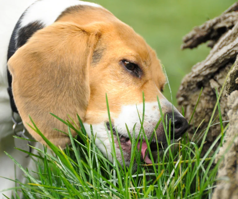 Waarom eten honden gras?