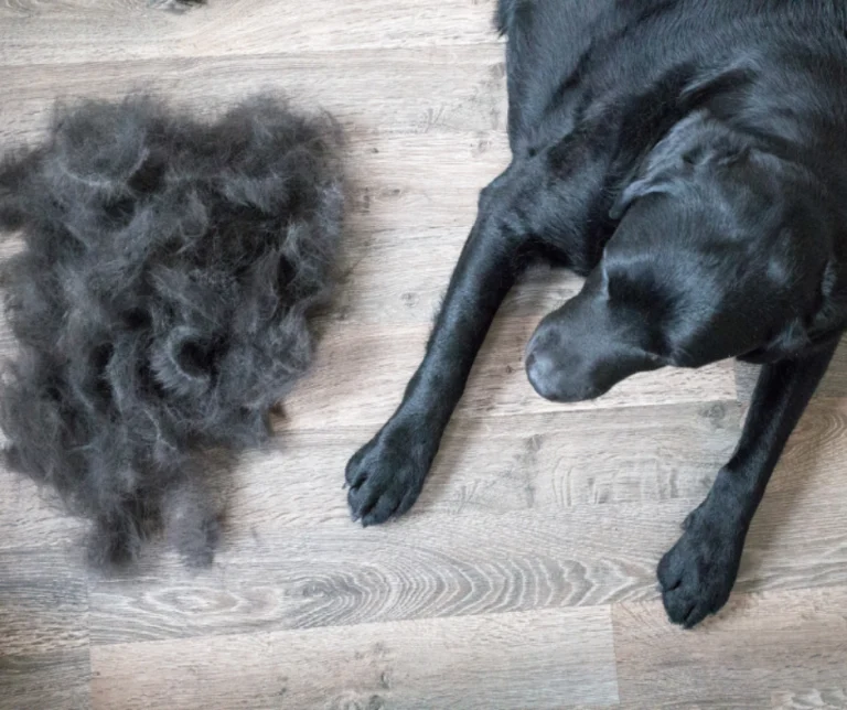 Haaruitval bij honden: extreem haarverlies bij je hond verminderen