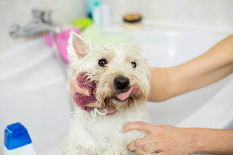 Hond wordt gewassen in bad om mogelijke oorzaken van jeuk van de huid af te spoelen