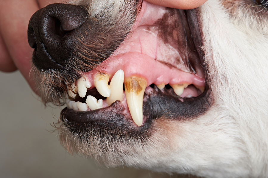 Bruine tand bij hond als mogelijke oorzaak voor een slechte adem