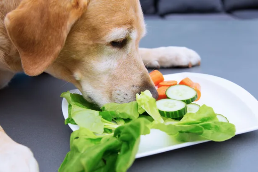 Hond eet groente tegen een slechte adem