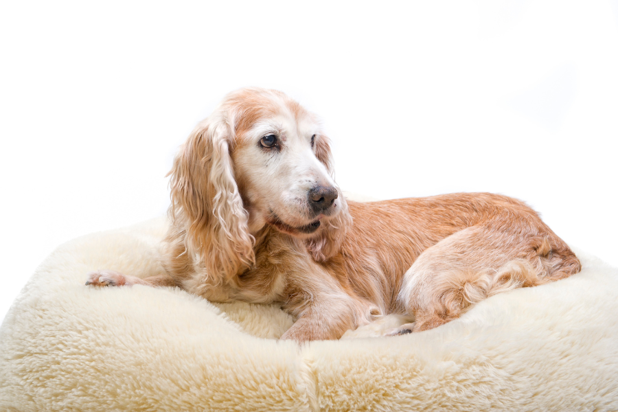 Hond met artrose in een mandje