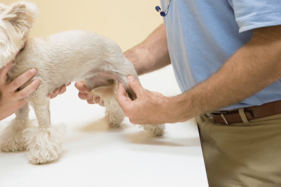 De dierenarts controleert op artrose bij honden