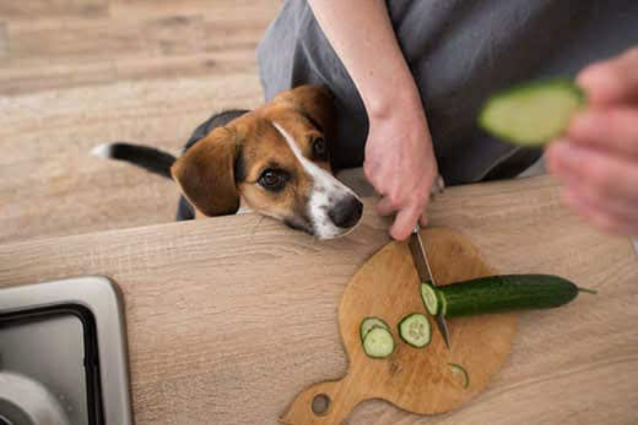 Hond bedelt en kijkt verlangend naar een stuk komkommer