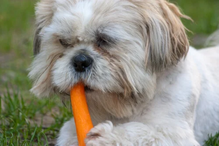 Hond eet buiten op een grasveld een wortel