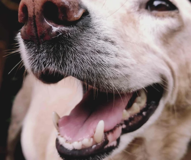 Wat te doen tegen de slechte adem van je hond?