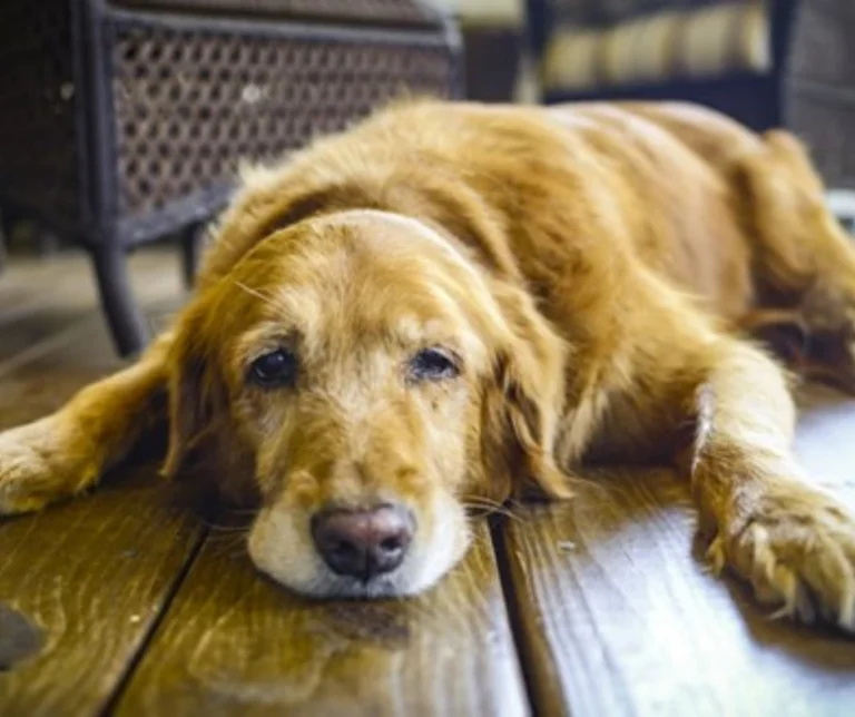 Wat te doen aan artrose bij honden? Leer de symptomen herkennen