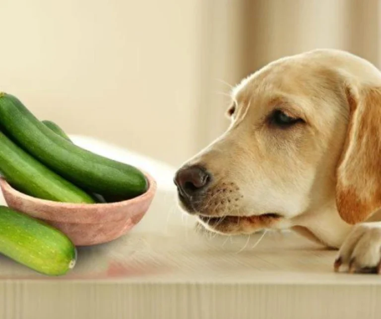 Mag een hond komkommer eten