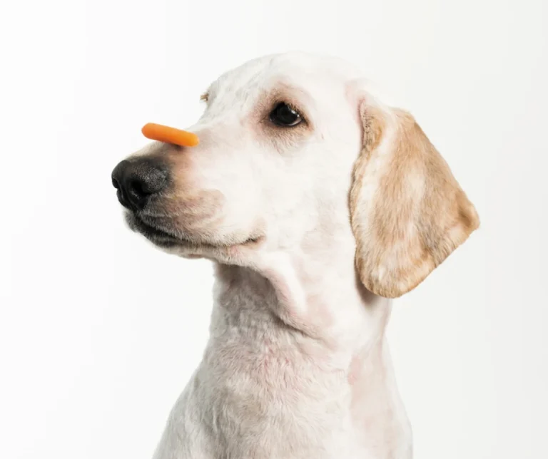 Mag een hond wortel eten?