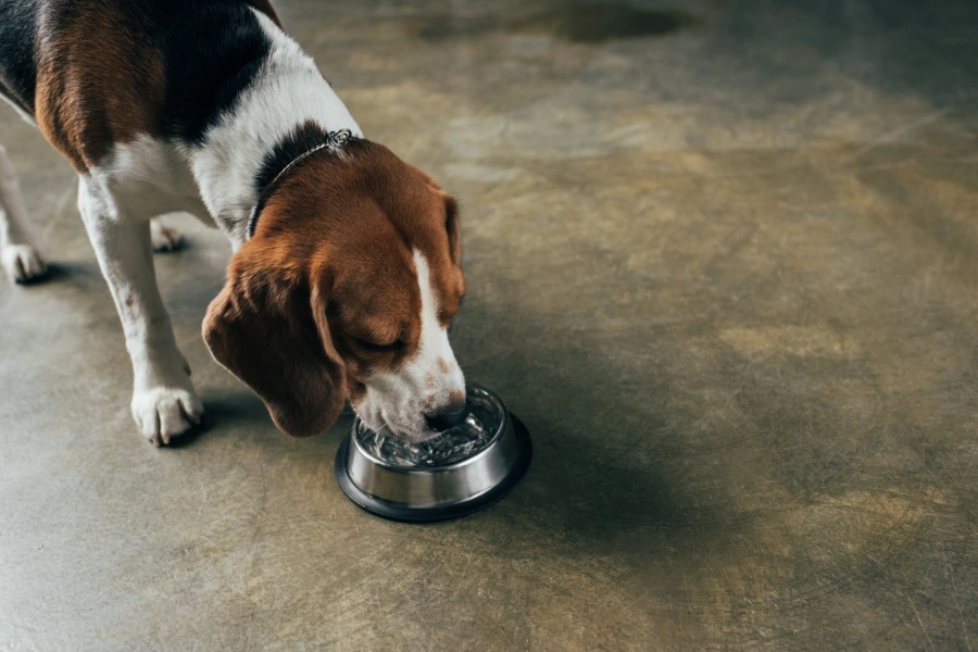 Hond drinkt water om koorts te verlagen 