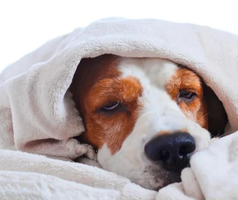 Koorts bij honden: wanneer heeft een hond koorts?