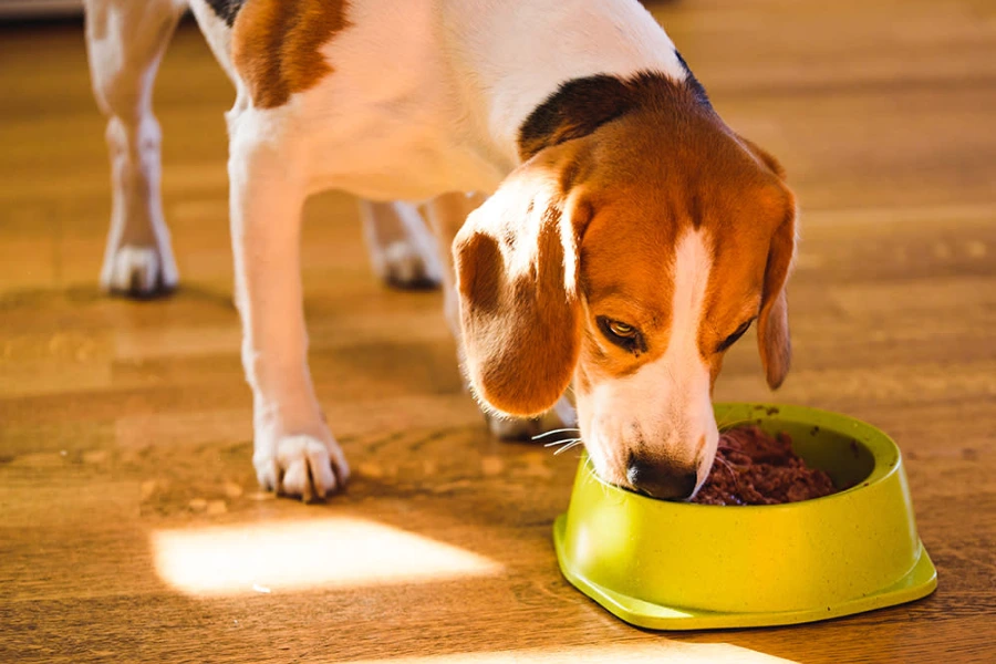 Hond eet hondenvoer uit blik zodat het spijsverteringssysteem wordt gereguleerd 