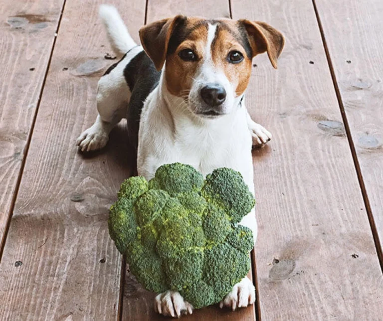 Mag een hond broccoli eten of toch niet?