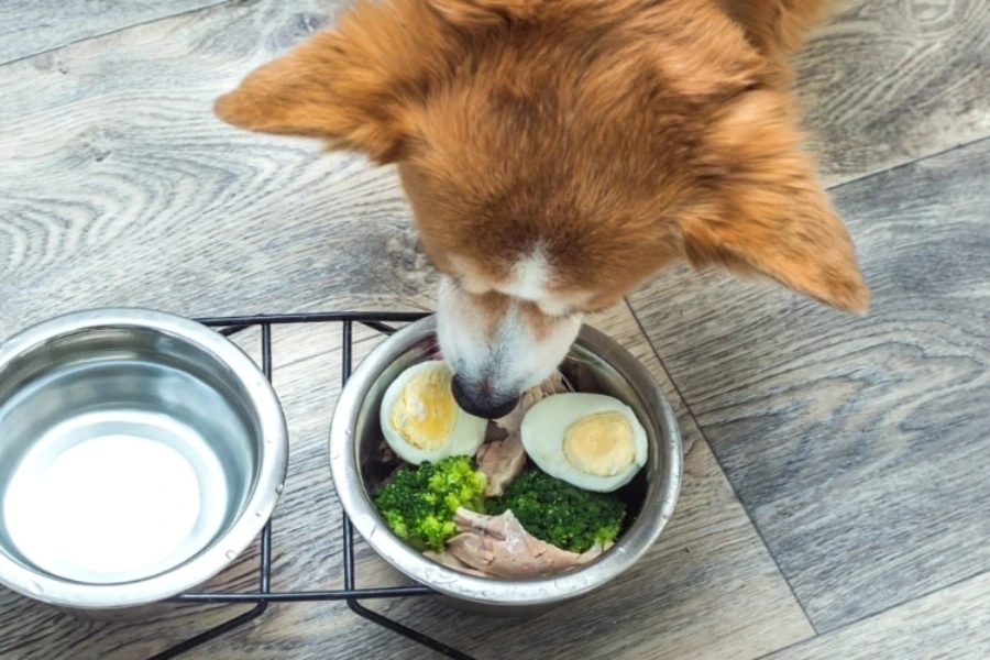 Hond krijgt kleine stukjes broccoli voorgeschoteld 