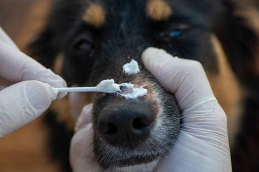 Ringworm van de hond wordt behandeld met een antischimmelcrème 