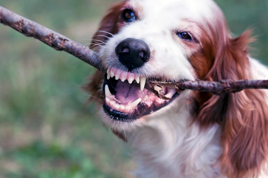 Hond kauwt op tak vanwege tandenwisselperiode