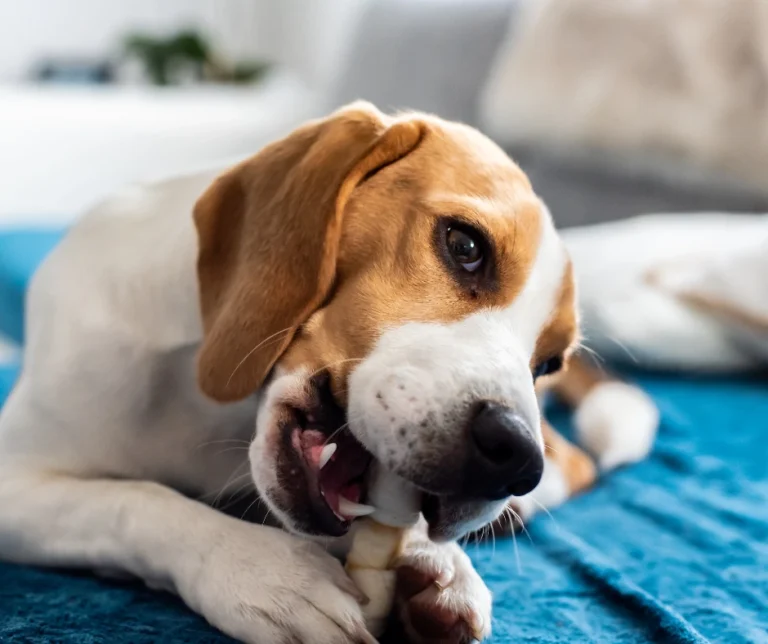 Tanden wisselen bij je hond: wanneer gaat je puppy tandjes wisselen?