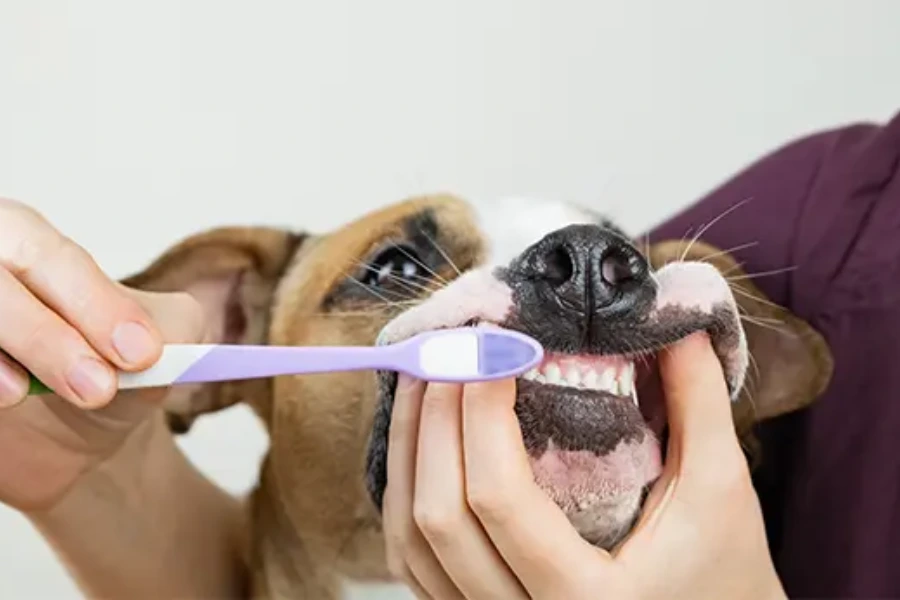 Baasje poetst tanden van hond met speciale hondentandpasta 