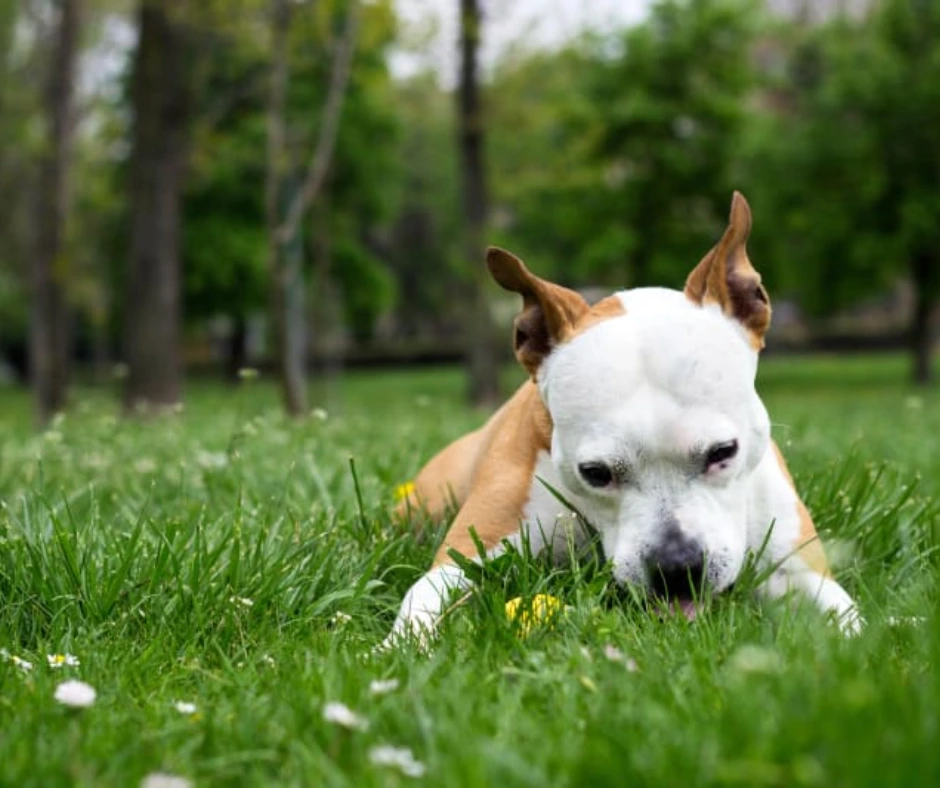 Hond met pollenallergie ligt in het gras