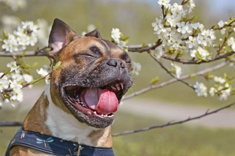 Hond moet niezen vanwege pollenallergie