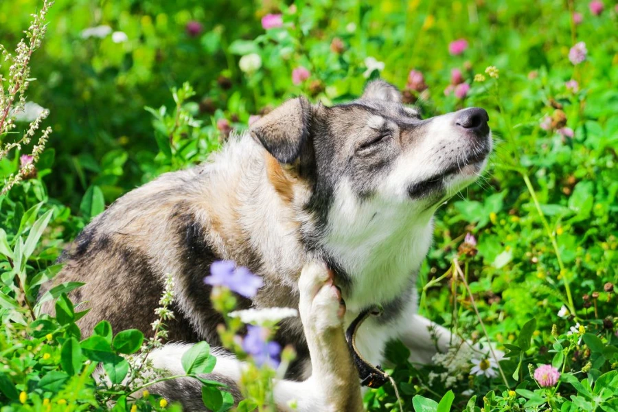 Hond heeft last van jeuk vanwege pollenallergie