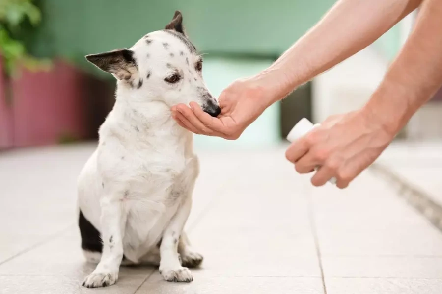 Hond krijgt glucosamine voor honden toegediend in de vorm van een tablet