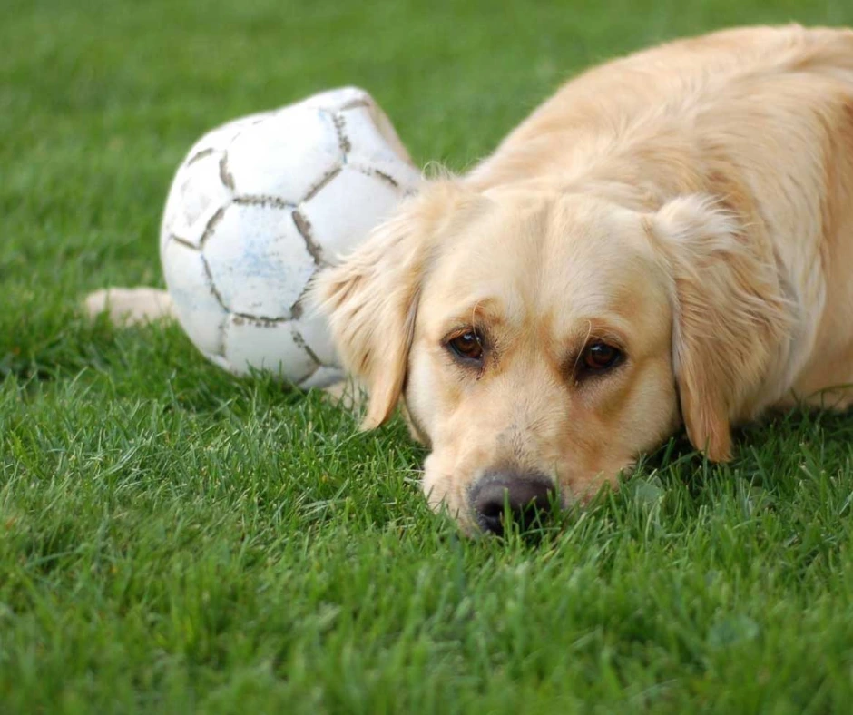 Hond ligt in het gras met last van zijn artritis