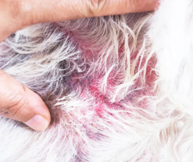 Atopie bij honden: Een complexe huidaandoening